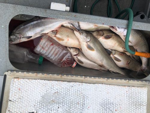 Dec2025-fishreport-1