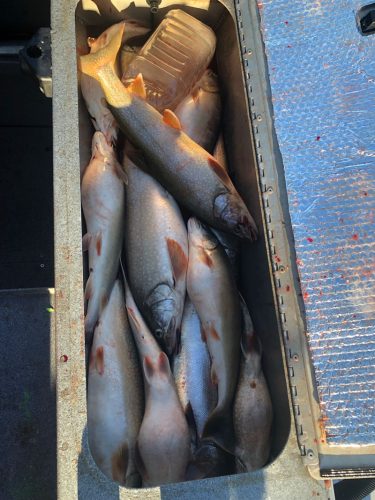 Dec2025-fishreport-2